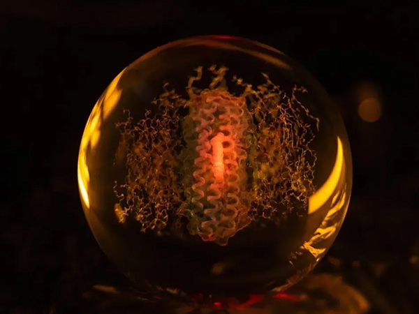 西湖大學Nature: 世界首個從頭設計的跨